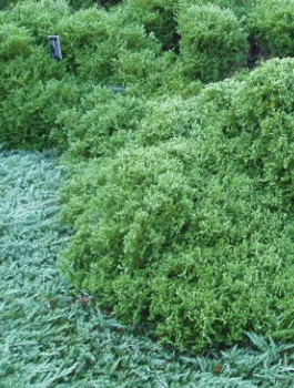 Żywotnik zachodni Tuja Thuja Recurva Nana