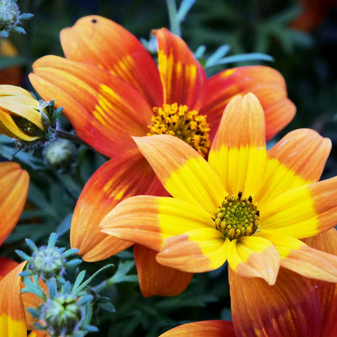 Bidens Taka Tuka Orange Yellow Brush pomarańczowo-żółty Uczep Złoty Deszcz