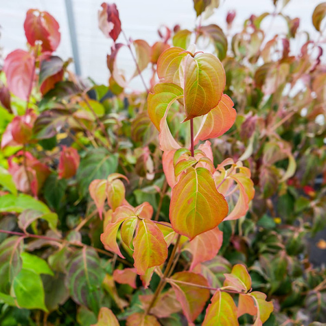 Dereń kousa Cappucino (C2)