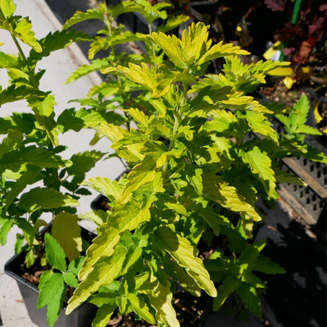 Barbula klandońska Hint of Gold (P9)