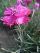 Goździk pierzasty Double Rose (C2)