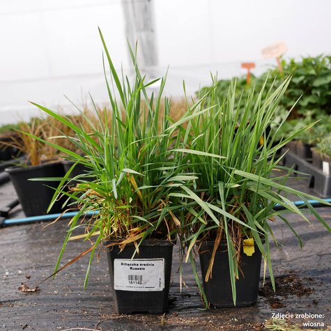 Drżączka średnia Russels