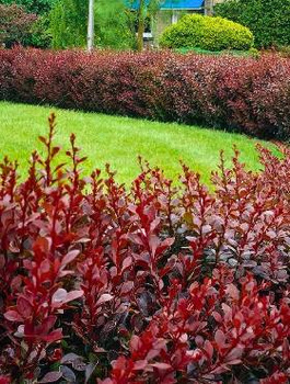 Berberys Atropurpurea Na Żywopłot Plant Pack