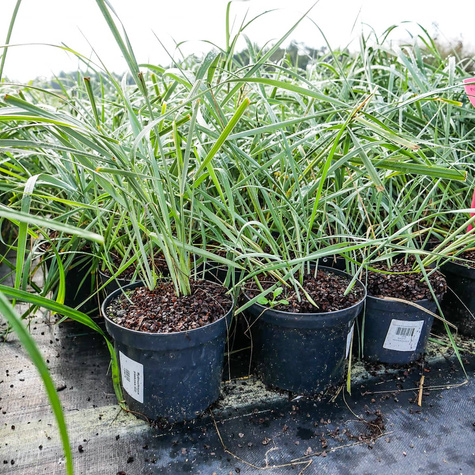 Wydmuchrzyca piaskowa (C2)