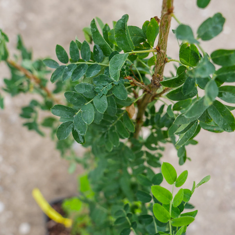 Karagana syberyjska Miododajna (C2)