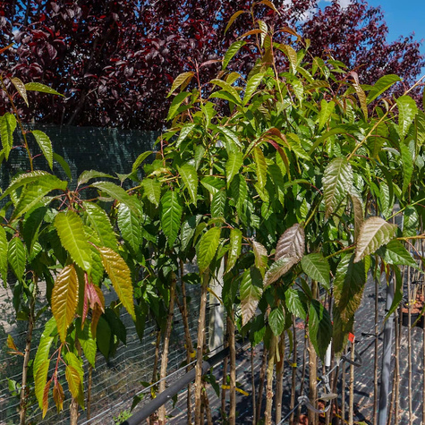 Wiśnia piłkowana Kiku - Shidare Zakura zwisająca pendula