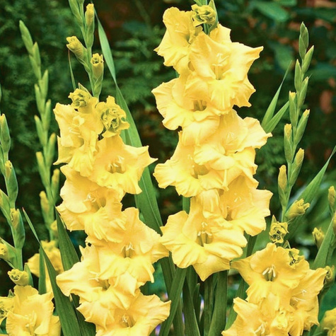 Mieczyk wielokwiatowy Żółty