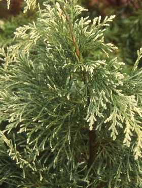 Cyprysik lawsona Summer Snow