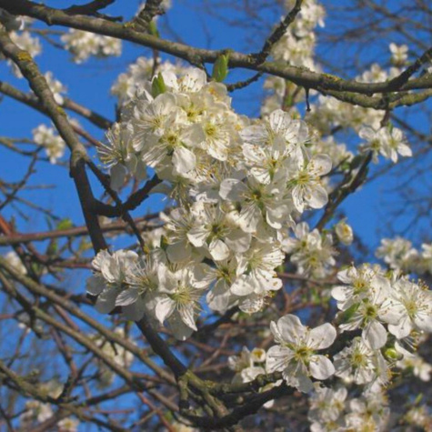 Śliwa Węgierka Włoska Kwecza Plant Pack