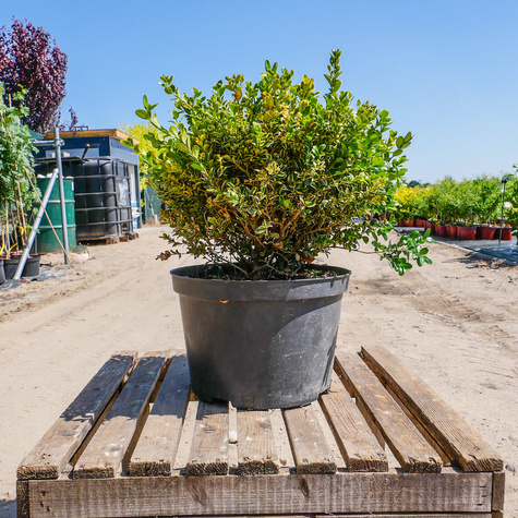 Bukszpan drobnolistny Golden Triumph