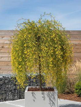 Karagana syberyjska Walker