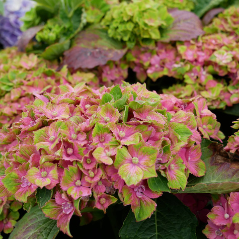 Hortensja ogrodowa Candy Lips Hot Pink