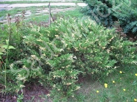 Jałowiec płożący Andorra Variegata