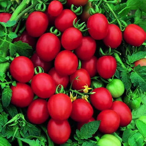 Pomidor gruntowy wysoki Malinowy Kapturek koktajlowy 0,2g