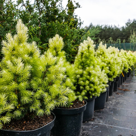 Świerk biały Daisy White