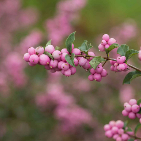 Śnieguliczka Magical Candy (P9)