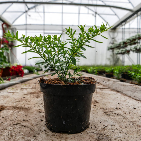 Kufea hyzopolistna biała Mirt SADZONKA Zimozielona