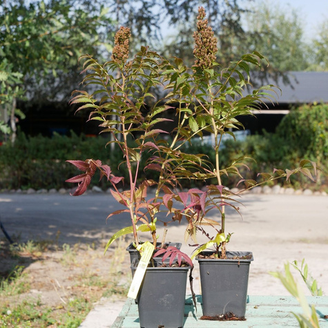 Tawlina jarzębolistna SEM Miododajna (P9)