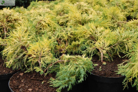 Jałowiec pośredni Gold Star (P9)