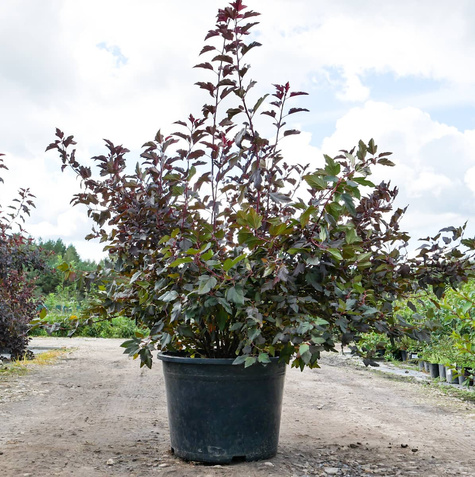 Pęcherznica kalinolistna Amber Jubilee (C20)