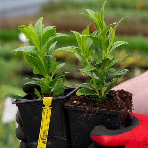 Penstemon Ice Cream Strawberries & Cream (C2)