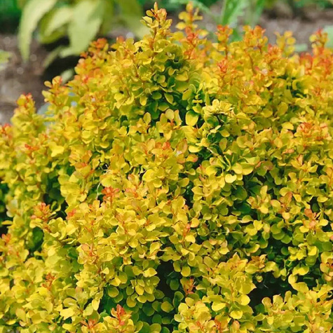 Berberys thunberga Summer Sunset (C2)