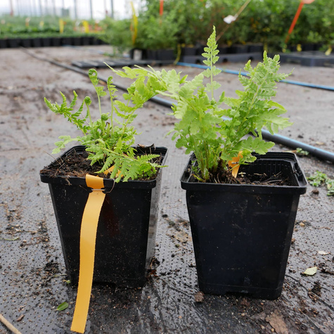 Paproć Paprotnik szczecinkozębny Congestum (C2)