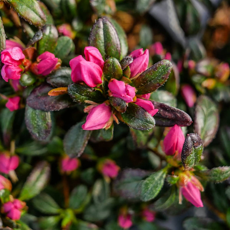 Azalia japońska Melina różowa (C2)