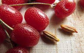 Oliwnik wielokwiatowy Gumi