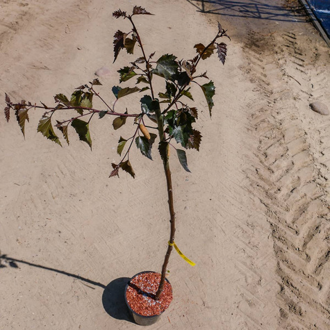 Brzoza brodawkowata Purpurea szczepiona na pniu