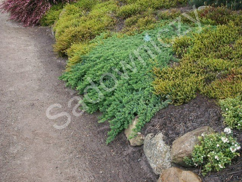 Jałowiec rozesłany Nana