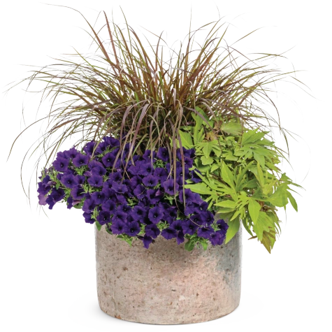 Surfinia Supertunia Mini Vista Ultramarine samoczyszcząca