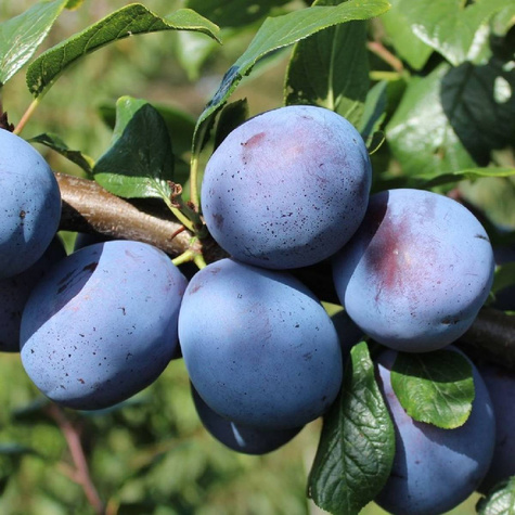Śliwa Duża Fioletowa Plant Pack