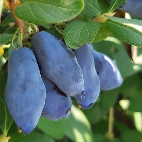 Jagoda kamczacka Blue Banana (P9)