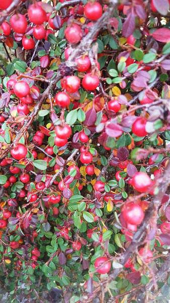 Irga płożąca Streib's Findling (P9)