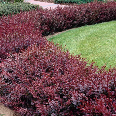 Berberys Thunberga Red Chief (C2)