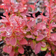 Berberys Thunberga Marylka (C2)