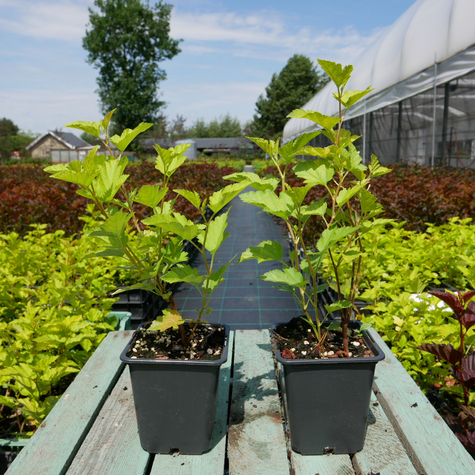 Pęcherznica kalinolistna Nugget (P9)