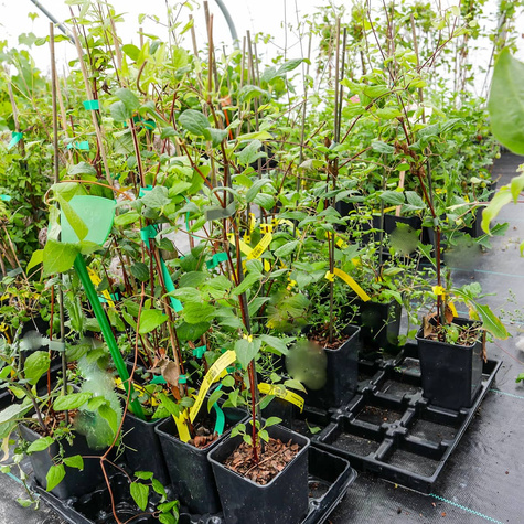 Powojnik Clematis bylinowy Rooguchi