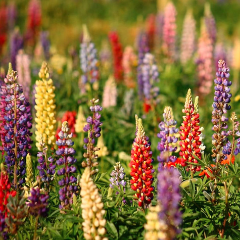 Łubin trwały mieszanka 2g Plantico