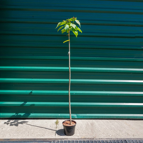 Katalpa szczepiona na pniu Pulweranta