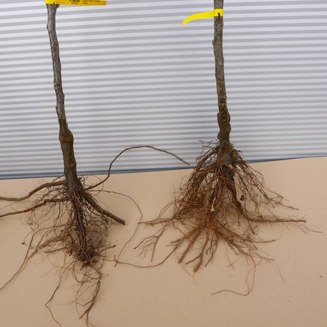 Jabłoń kolumnowa Rondo Plant Pack