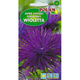 Aster igiełkowy WIOLETTA ŚLIWKOWO AMARANTOWA 1G
