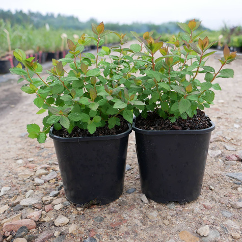 Tawuła japońska 'Sparkling Champagne' (C2)