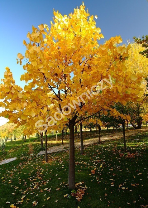 Lipa drobnolistna obw. 8-10cm