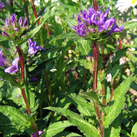 Dzwonek skupiony Freya (C2)