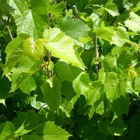 Winorośl Pachnąca Tomek