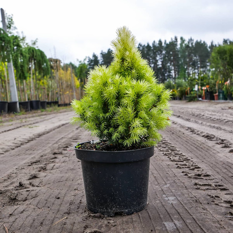 Świerk biały Daisy White