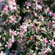 Aster bocznokwiatowy bocznolistny Horizontalis (C2)