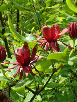 Kielichowiec wonny Calycanthus Floridus
